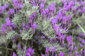 Obraz premium bee and insects on lilac lavender flowers in spring. Pollination of lavender plants in the countryside