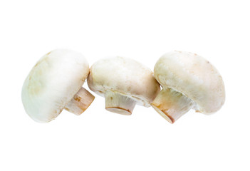 Mushroom champignon isolated on white background