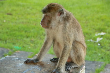 monkeys sits and eating in the forest. Monkey forest, Kembang Island Banjarmasin