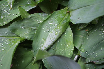 Dew, water drops on the leaves of Convallaria majalis common Lily of the valley