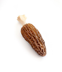Morel mushroom isolated on white background with clipping path