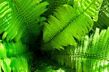 Green fern leaves natural background