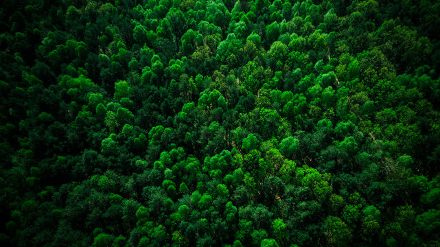 Green dense pine forest, aerial drone view