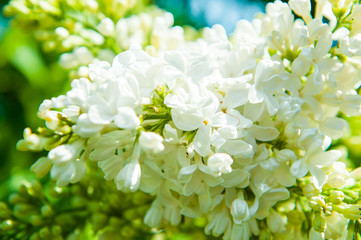 White lilac flowers closeup on blurred background.