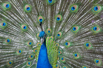 Fototapeta na wymiar Proud peacock with open tail feathers