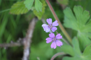 purple flower in the garden