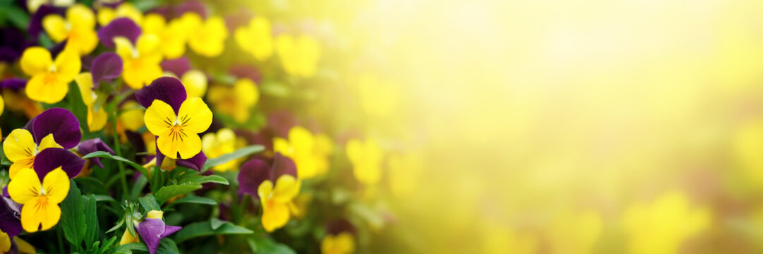 Flowering purple pansies in the garden in sunny day. Natural summer background with soft blurred focus.