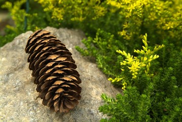 A pine cone on the grass