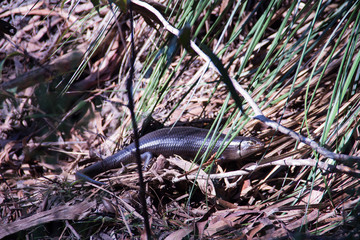 Tiliqua reptile lying on the grass