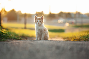 Cute little red kitten outdoor. Portrait of tabby funny kitten on road looking interesting.