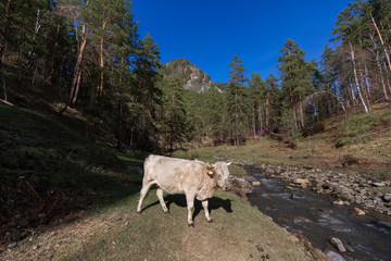 Fototapeta premium Алтай, Чемал, Altai