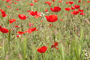 Wild red poppies 