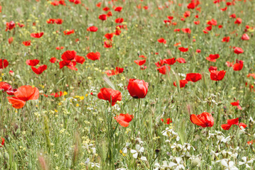 DEtail of red wild poppies among the green grass