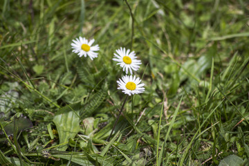 Common daisy (Bellis perennis) on the meadow in spring