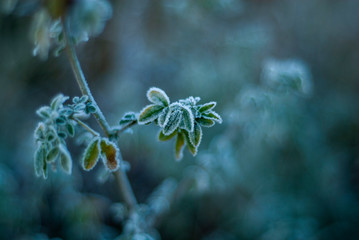 green leaves with hoarfrost