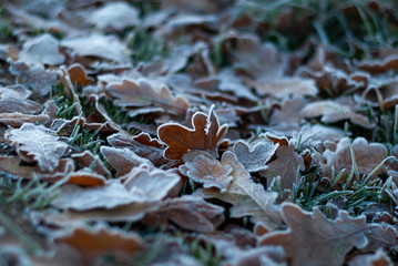 autumn leaves