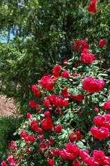 Beautiful scene of many roses with different plants in the background.
