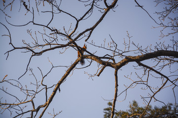 Squirrel in tree against blue sky