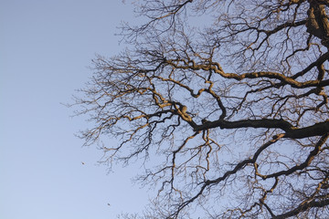 Oak tree branches against blue sky