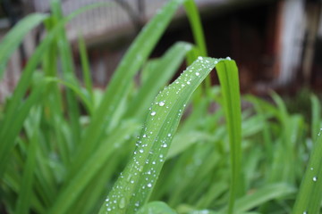Leaves of Iris, Crin, Lily with rainy drops, droplets, macro photography
