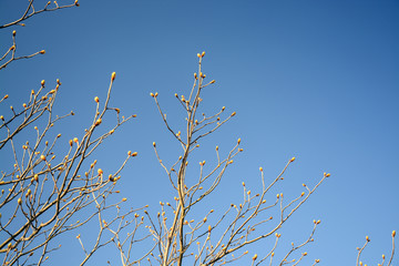 Spring tree with an abundance of buds