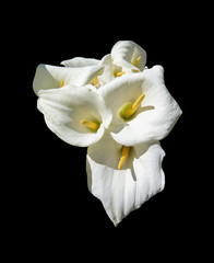 Beautiful white calla lilies in sunshine