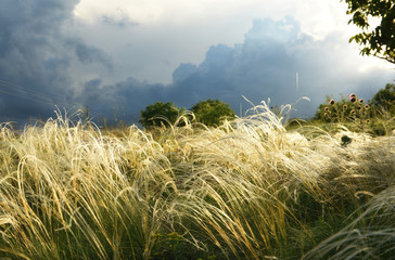Blooming grass field a feather grass and a stormy sky in spring.