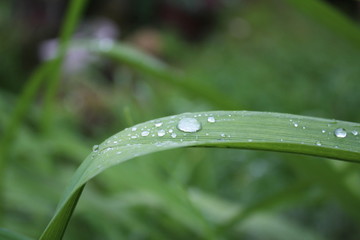 Leaves of Iris, Crin, Lily with rainy drops, droplets, macro photography