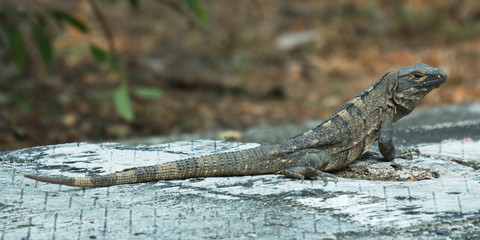 Black Spiny-tailed Iguana in Carara NP in Costa Rica