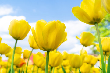 Obraz premium Yellow tulips close up background