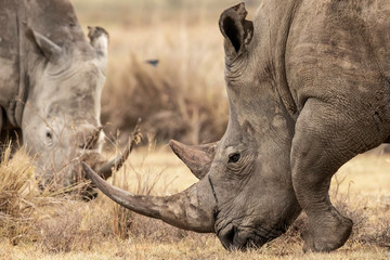 Two white Rhinoceros grazing the land in Lake Nakuru, Kenta Africa,Ceratotherium simum