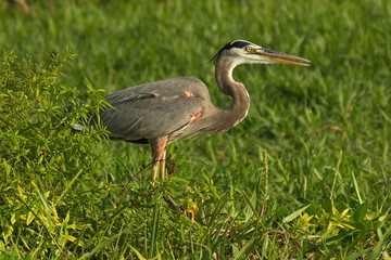 Great blue heron at Rio Tarcoles near Tarcoles in Costa Rica