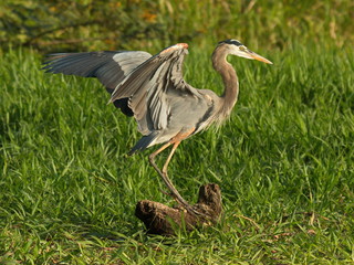 Great blue heron at Rio Tarcoles near Tarcoles in Costa Rica