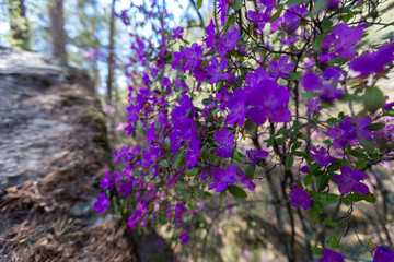 flower, flowers, nature, purple, garden, pink, spring, plant, blossom, bloom, green, summer, beautiful, violet, flora, floral, beauty, color, meadow, field, natural, season, petal, blooming, wildflowe