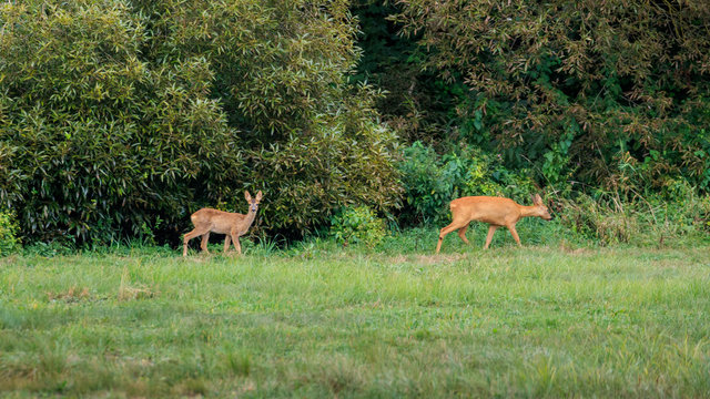 caprioli nel parco nazionale di Muritz, Germania