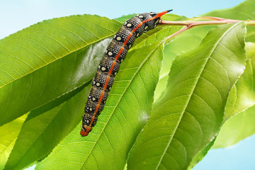 Crawling on tree leaves caterpillar