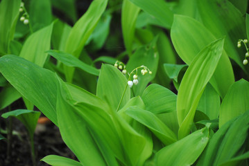 lily of the valley in the forest