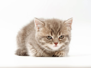 little funny kittens on a white background