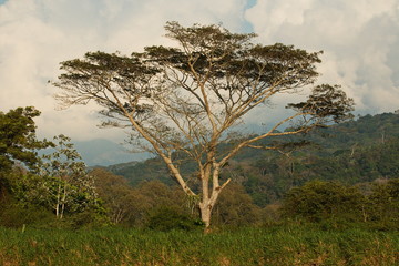 Fototapeta na wymiar Big trees at Rio Tarcoles near Tarcoles in Costa Rica