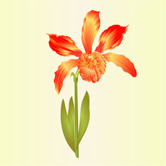 Tropical Orchid flower Cattleya type hybrid orchid red colored petals on white background vintage vector illustration editable hand draw