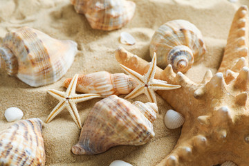 Fototapeta na wymiar Many seashells and starfish on sea sand, closeup. Summer vacation backdrop