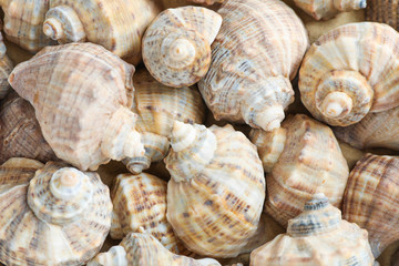 Many seashells as background, space for text and closeup