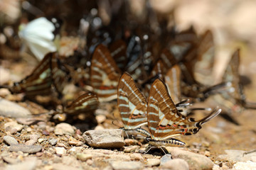 Butterflies following a series of natural Ban Krang Camp. Phetchaburi, Thailand