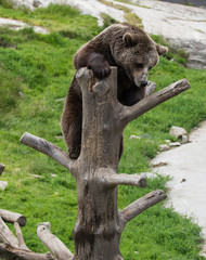 Closeup portrait of huge adult brown bear climbing on the tree trunk. Ursus arctos beringianus. Kamchatka bear.