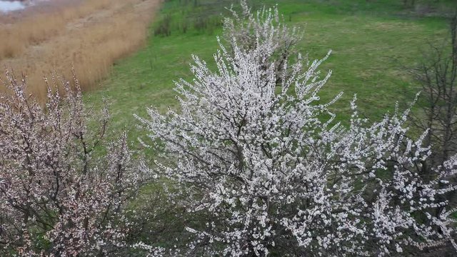 Aerial: Flying over Flowering trees of apricot blossoms against the background of the landscape with the river