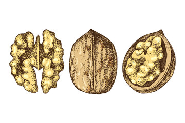 Hand drawn walnut nuts