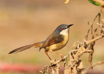 bird on a branch