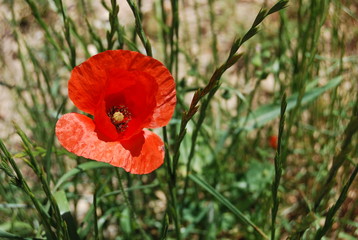 Red Poppy Flowers, Floral Poppies