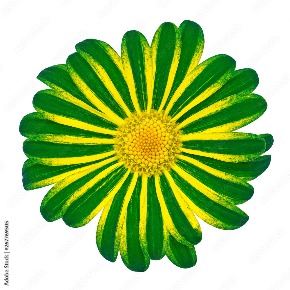 Poster Flower green yellow daisy isolated on white background with clipping path. Close-up. Nature.