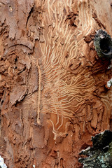 bark of a tree